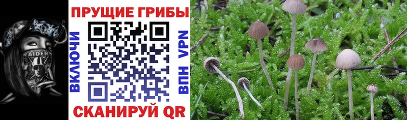 blacksprut ссылка  Тырныауз  Галлюциногенные грибы ЛСД 